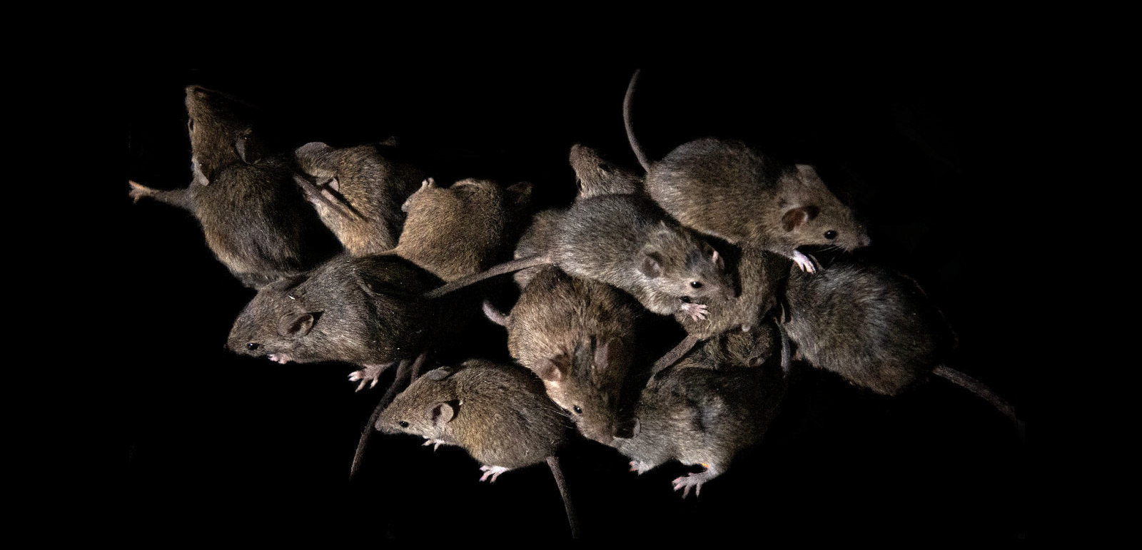Mice infestation illustrating commercial pest control for the Agricultural sector
