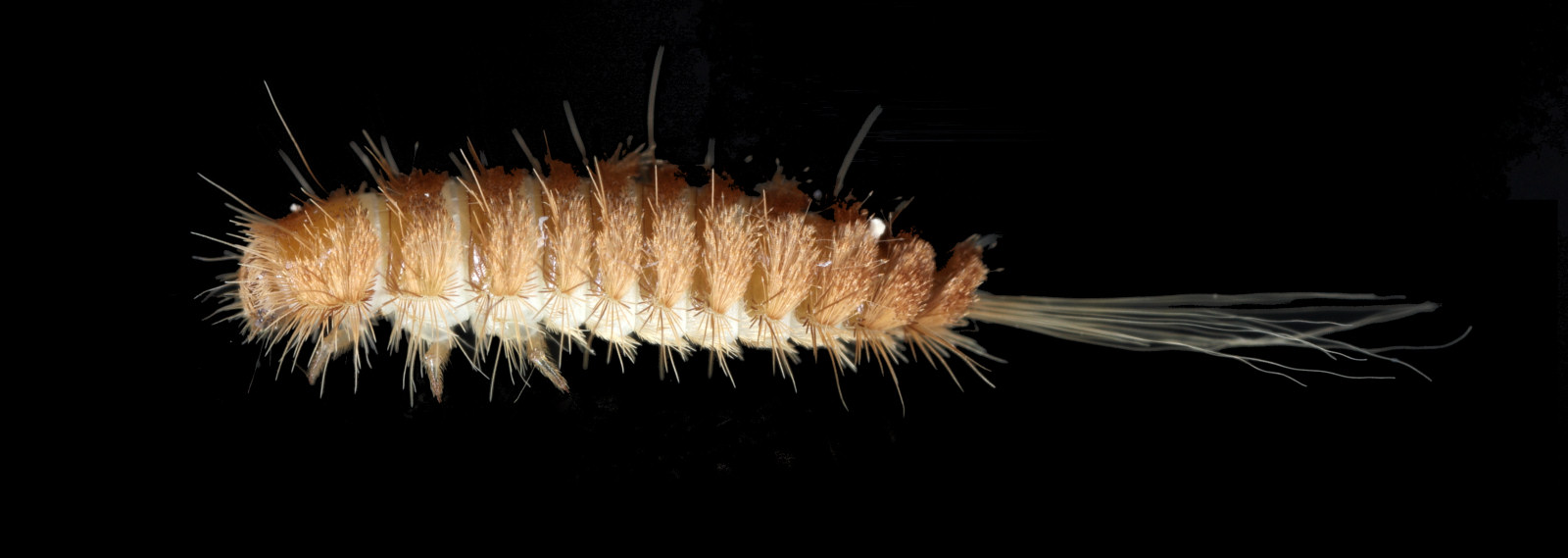 Carpet beetle larvae, the Woolly Bear, in Swansea, South Wales