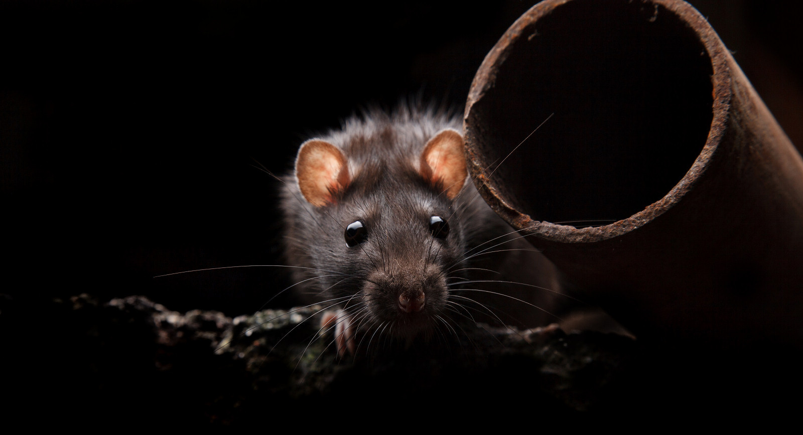 Rat in the dark illustrating Alpha pest control in Llanelli, South Wales