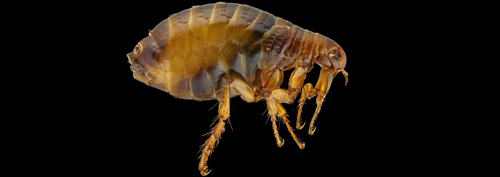 Human or pet flea pest in Swansea, South Wales