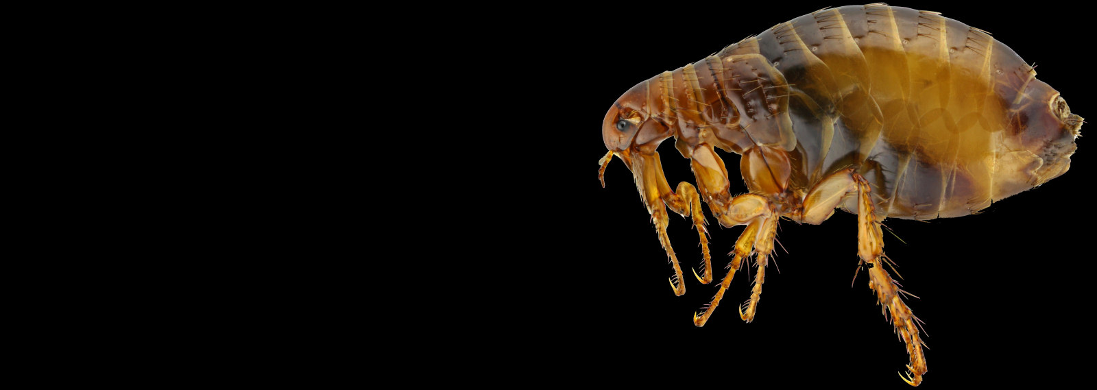 Flea, illustrating Alpha insect pest control services in South Wales