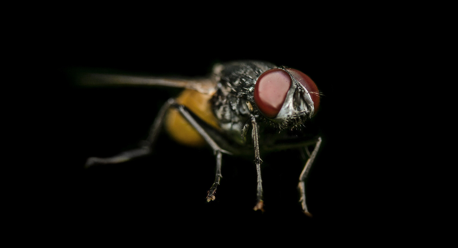 Close-up of a Clusterfly pest in Swansea or Llanelli, South Wales