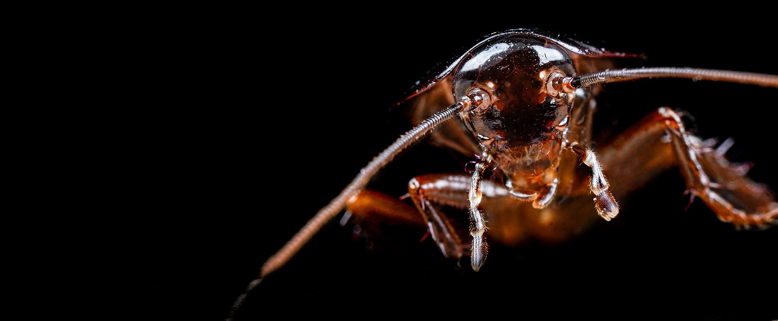 Cockroach, illustrating Alpha pest control services in Neath & Jersey Marine