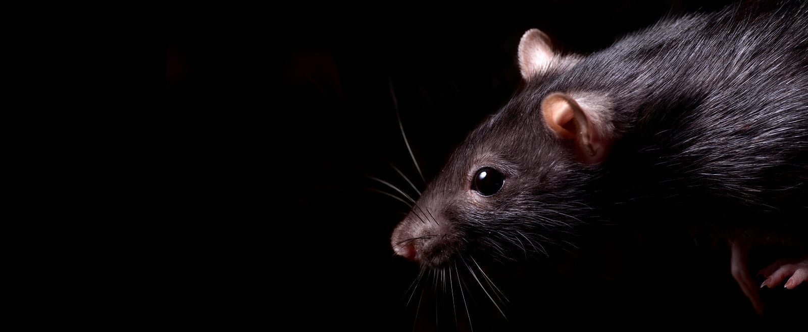 Brown Rat, a common pest in Carmarthenshire, South Wales