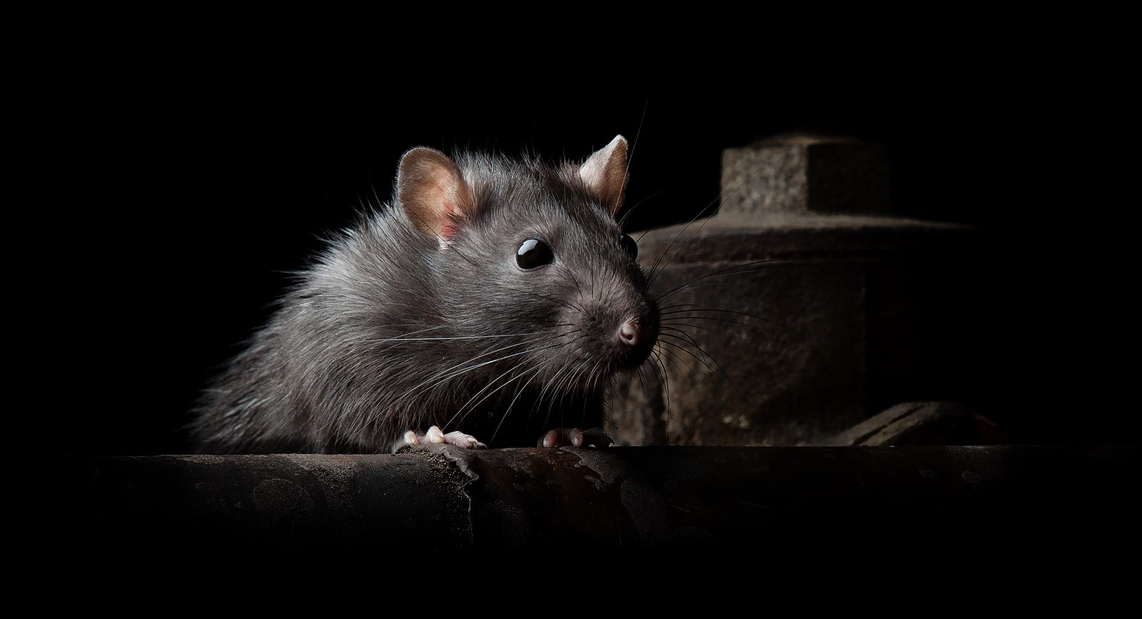 Brown rat pest in the dark near Swansea or Llanelli