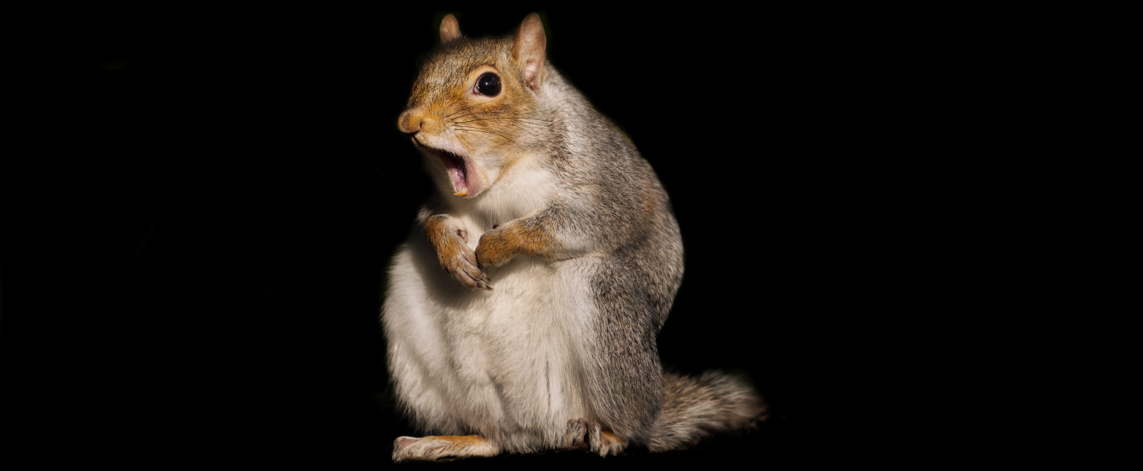 Grey squirrel pest in Llanelli or Swansea in South Wales
