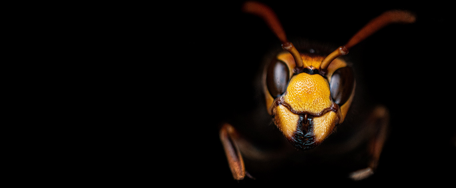 Close up of wasp pest in Neath, near Swansea in South Wales