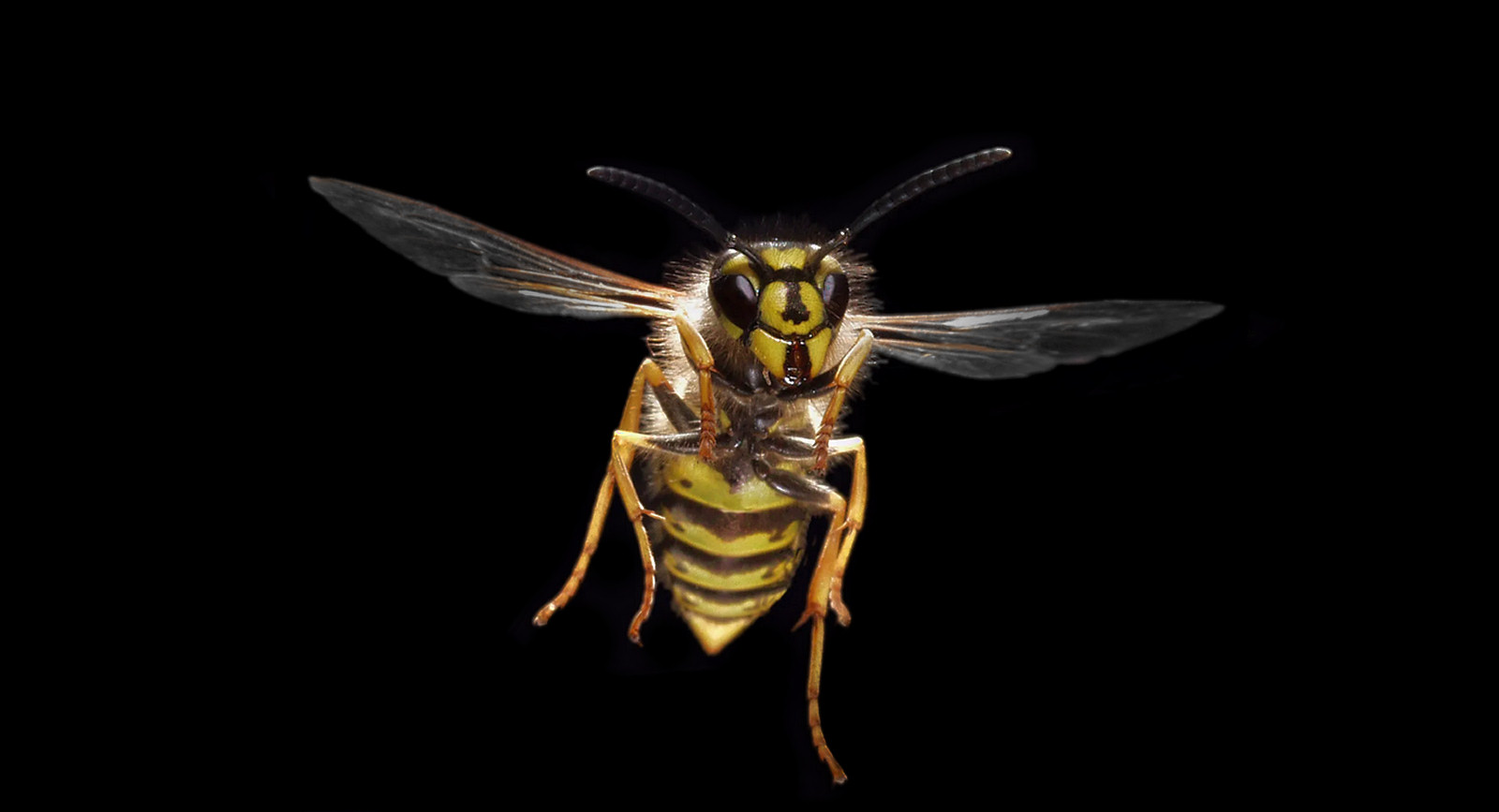 Flying wasp illustrating Alpha Pest wasp control and nest removal